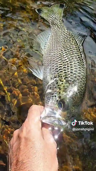 Up a creek chasing Jungle perch is the place to be on a hot day💦🔥 #jungleperch #fishing #fnq #lurefishing #topwater #freshwaterfishing #tully #angler #tackleworld #fish #australia #creek #fyp #foryou #CapCut
