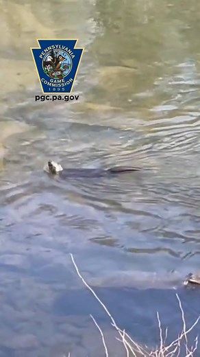 77K views · 1.7K reactions | Here's an otterly cool video out of an Elk County stream. Be sure to watch to the end with sound on! Pennsylvania Game Commission Land Management Group Supervisor Jason Wagner recently caught this river otter hunting a stream in Elk County. It appears the river otter caught a tasty crayfish based on the "crunches" at the end. | Pennsylvania Game Commission | Facebook