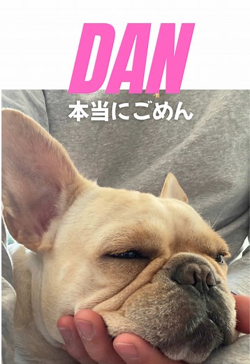 犬の熱中症対策と行動の重要性