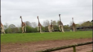 The Rothschild Giraffe heading out into Fota Wildlife Park's African Plains this morning. One of the nine giraffe sub-species, the Rothschild’s giraffe are endangered due to low population numbers in the wild. These giraffes can run up to 56kph! www.fotawildlife.ie/animals-plants/view/rothschild-giraffe | Fota Wildlife Park