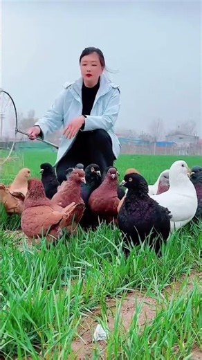 Giant Beauty of the Pigeon World 🔥 #pigeon #kabutar #kingsizepigeon #pigeonlaver #kabootar #birds