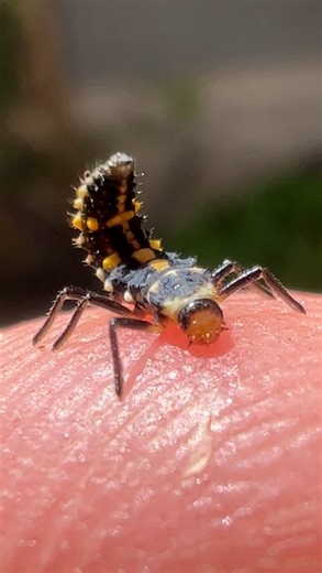 Mason Salem on Instagram: "Some bugs, your majesty - - - SONG: sundrops, Masayoshi Takanaka #insects #creatures #bugs #wildlife #entomology #animals #bugoclock #arizona"