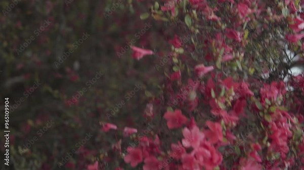 A vertical shot of a bee buzzing and flying around a flower bush. A honeybee sips nectar from red flower petals.
