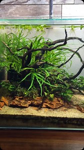 3.4K views · 157 reactions | A little maintenance sesh on my 10 gallon rimless display tank! #fern #buce #frogbit #dakuaquatics #fishkeeping #aquarium #aquariumhobby #fish #aquascape #freshwateraquarium #aquariumfish #plantedtank #aquariums #tropicalfish #fishkeeper #aquascaping #aquariumlife #plantedaquarium #nanofish #aquariumsofinstagram #freshwaterfish #freshwatertank #aquascaper #natureaquarium #freshwater #fishofinstagram #nature #nanotank #fishroom | Daku Aquatics | Facebook