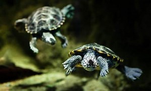 Diamondback Terrapin