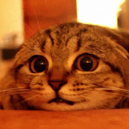 547K views · 3.8K reactions | Stressed about the election? Here’s a minute of cat GIFs | Cosmopolitan | Facebook