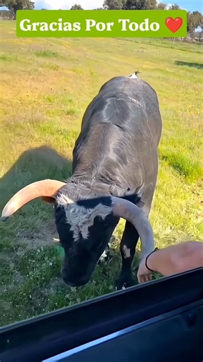 The Ash-Colored Fighting Bull Approaches The Car. #fightingbulls #bull @ExpoVideo