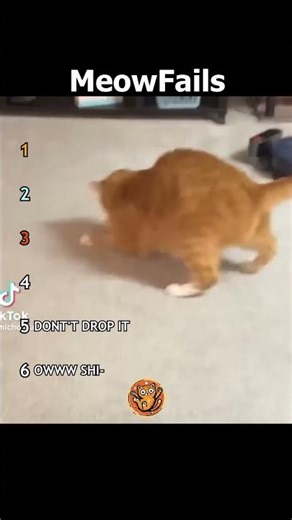 Ranking Best Cats Fails pt.20 | MeowFails #funny #cat