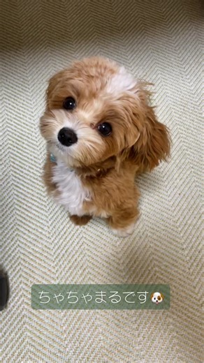 ちゃちゃまるです🐶💓#マルプー #マルプー子犬 #マルプーのいる生活 #ミックス犬 #maltese #poodle #puppy #dog