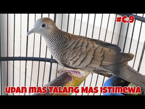 Udan Mas Talang Mas Lokal Alam Istimewa #C.9