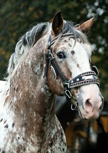 There’s something truly captivating about this stunning horse—the unique speckled coat, the expressive eyes, and the elegant tack that highlights every feature. Horses like this remind us why they’ve long been symbols of strength, grace, and timeless beauty. Absolutely breathtaking! 🐎✨ #MajesticHorse #HorseBeauty #SpottedHorse #EquineElegance #HorsePhotography #EquineLove #StunningHorses #HorseLovers #AnimalBeauty #InstaHorses | Coloured Stallions