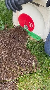 746K views · 5.8K reactions | Gareth shows how to collect a swarm of bees the easy way. He collects swarms around South Manchester all Spring/Summer and we sell small batches of hyper local raw honey from our Sale, Stretford and Altrincham bees. Find honey and beekeeping experience days on our website | Manchester Honey Company | Facebook
