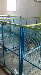 18K views · 771 reactions | "Jackie" Chan at the hotel :) | Hotel for Dogs | Facebook