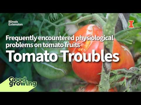 It's Not a Disease! Common Tomato Fruit Problems You Can't Spray Away | #GoodGrowing