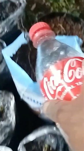 Growing Tropical Fruit Trees