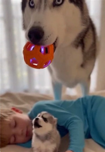 #husky #huskylife #fpy | Husky