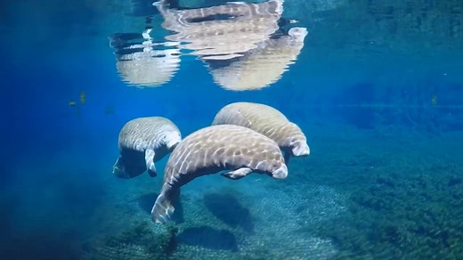 27K views · 602 reactions | It's Manatee Monday on this Labor Day! Sit back for a moment and enjoy these gentle creatures. Thanks David Schrichte and incompetech.com for this moment of zen. | FOX 13 News - Tampa Bay | Facebook