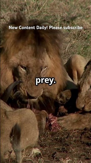 Lion VS Hyena: Epic Showdown!