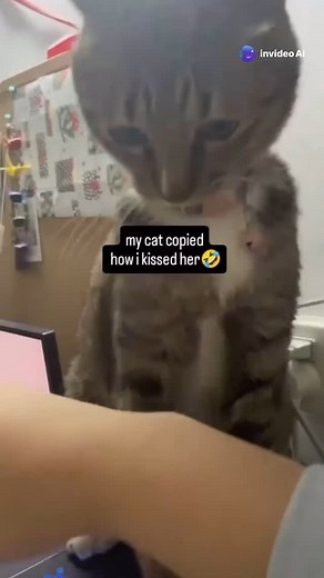 From silly antics to their cutest chaos, cats always keep life interesting! Follow for more purr-fectly funny feline moments! 😺✨ #cats #catlovers #catmemes #viralcats | Cats Being Cats