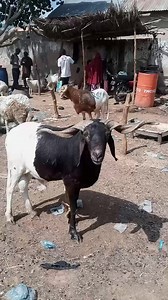 549 reactions · 44 shares | Can you buy this for 300,000 as at today’s market ?. Note the animal is not for sell , the post is just to debate on the current values of animals now . #fypシ゚viralシfypシ゚ #ramloverilorin #ramloverworldwide #fypシ゚viralシ2024fyp #viralreelsシ #rambuyandsell #fypviralreels #viralreelsfb #ramwithbighorn #ramloverbadagry # | Aat Integrated Farm | Facebook