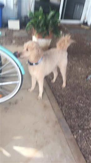 Zac the dog (@zac957)’s videos with The Weekend (Funk Wav Remix) - SZA x Calvin Harris