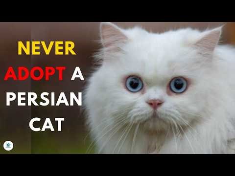 13 Reasons to Never Ever Adopt a Persian Cat