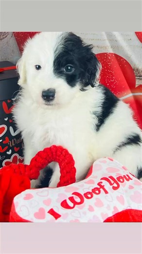 HAPPY VALENTINE’S … From #7 Blaze & Lover’s Girl Standard Sheepadoodle Sweetheart ❤️ | Pawsitively Blessed Doodles LLC