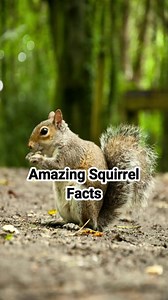 Amazing Squirrel Facts #explorerpage #explorereels #education #amazingfacts #knowledge #viral #trend #squirrel #discovery | Amazing Facts