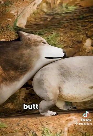 Wombat Defense Mechanism: Nature's Clever Strategy