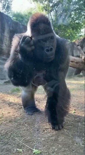 Gorilla Figures Out How To Use A Phone!
