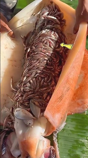 Squid Fish – The Ocean’s Fascinating Creature