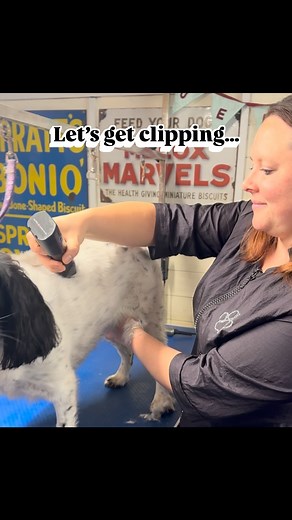 Here’s why regular clipping matters: 🌿 Prevents matting that can trap dirt, moisture, and bacteria. 💨 Helps the skin breathe and stay clean. 🐶 Makes it easier to spot any skin irritations, ticks, or bumps early on. As a veterinary nurse, I also do a nose to tell Health check on every dog that I groom 🐾 so that if there are any problems, I can let you know when I find them ⭐️ #DogGrooming #HealthyCoatHappyDog #PetCareTips #DogLovers #FurryFriend #DogHealth #GroomingDay | Jen’s dog grooming