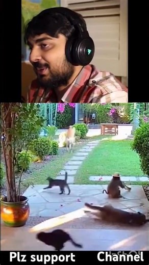 Horn Prank by Naughty Monkey 😂 comedy monkey#monkey