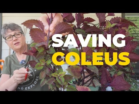 How to easily save your favorite coleus for next year.