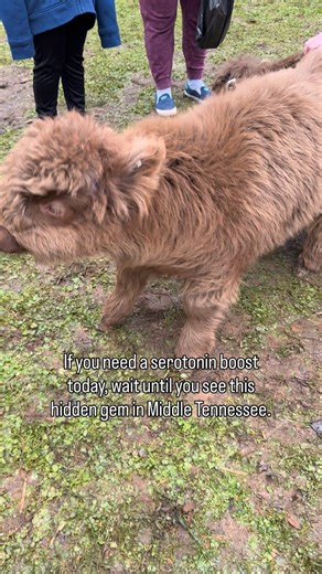 PSA: We found the CUTEST local hidden gem…we almost don’t want to share 😅 Pasture to Pastry is a small hobby farm in Lascassas, TN with mini highland cows & fresh baked goods available for weekend visits, as well as private photography sessions with the cows. Follow their page @pasturetopastry to see weekend availability open to the public posted on their page every Monday. They be open this Saturday (12/13) from 10 AM–12 PM! Be sure to check their page for any changes. And they have 3 babies r