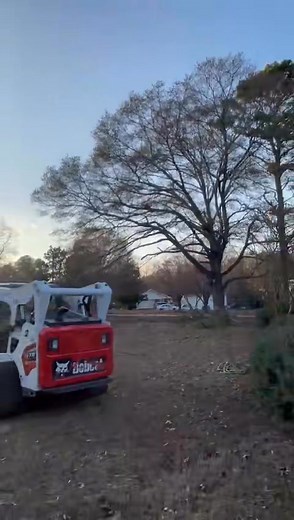 At cheap and great tree services we have all the experience and the best machinery to carry out all your projects! 🐝 | Cheap & Great Tree Services