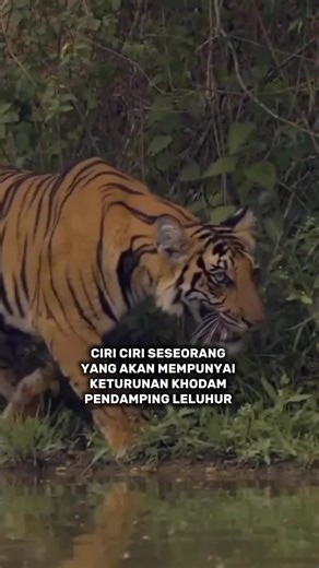 Khodam Pendamping on TikTok