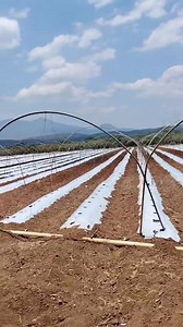 Instalación de túneles para siembra de tomate del amigo Chanito Berganza. Así es el procedimiento que lleva ahorita. | Amatillo-Fer