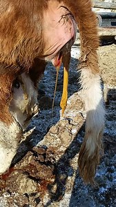 Cow baby delivery time | Animal's Delivery