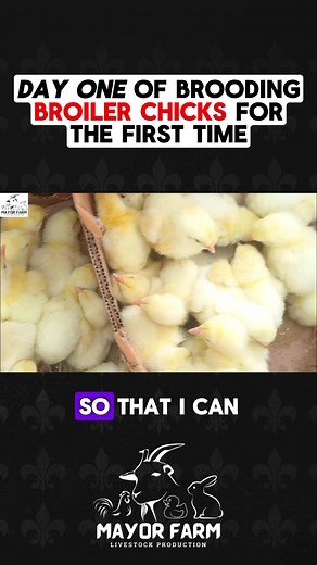Day One of Brooding 50 Broiler Chicks #dayoldchicks #Mayorfarm #fyp #poultryfarming #poultry