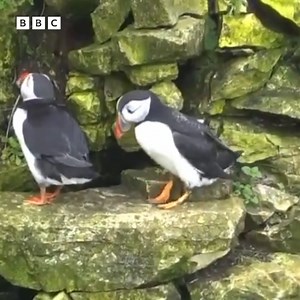 It's one of the first sightings of the year of the puffins at RSPB Bempton Cliffs 😍 | BBC East Yorkshire