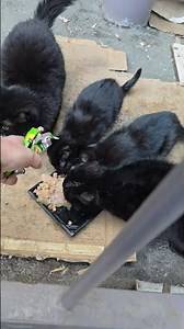 Hungry Homeless Cats Need Your Help