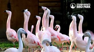 4.4K views · 272 reactions | Flamingo parade coming through! These Chilean Flamingos are practicing their marching skills, one of many courtship rituals that they perform during the breeding season. | Sylvan Heights Bird Park | Facebook