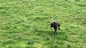 10K views · 840 reactions | Joy how is she still available? Joy is a wonderful boxer . Dog friendly, kid friendly, this girl is super sweet and wonderful . Joy was fully vetted and ready for her forever family. Located in the Lancaster area of PA. https://adoptaboxerrescue.com/joy/ | Adopt a Boxer Rescue | Facebook