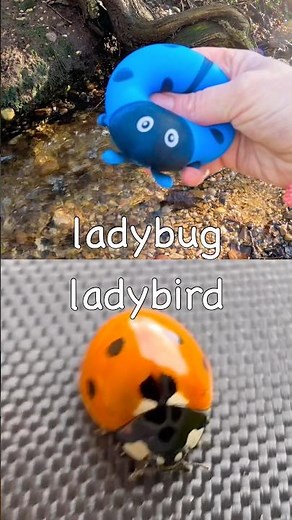 Bug Insect Names for Kids to Learn by the Branch: Earthworm Fly Ladybug Slug Ant