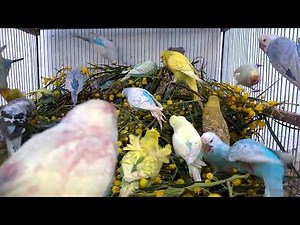 The Hidden Value of Budgie Colors What You Need to Know!