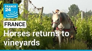 🐎🐴 Horsepower is making a comeback in vineyards across #France as wine growers look for more ecological ways to operate | FRANCE 24 English