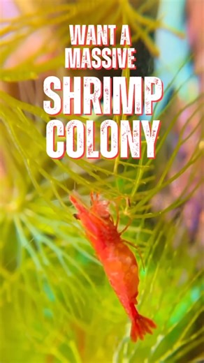 Perfect Shrimp Tank Comes Down to These 3 Things #aquariumkeeping #shrimptank