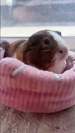 "Everything you need to know to care for a guinea pig 🐹"