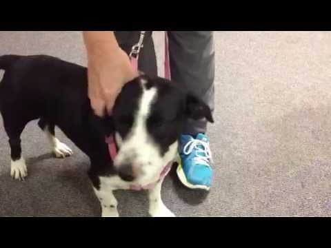 Mikayla an Adorable Basset Hound & Border Collie mix